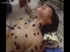 Cockroaches getting into the holes of asian dirty slut wife